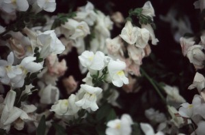 Lost-in-Flowers-Series-20190001