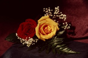 Roses-Series-20210029